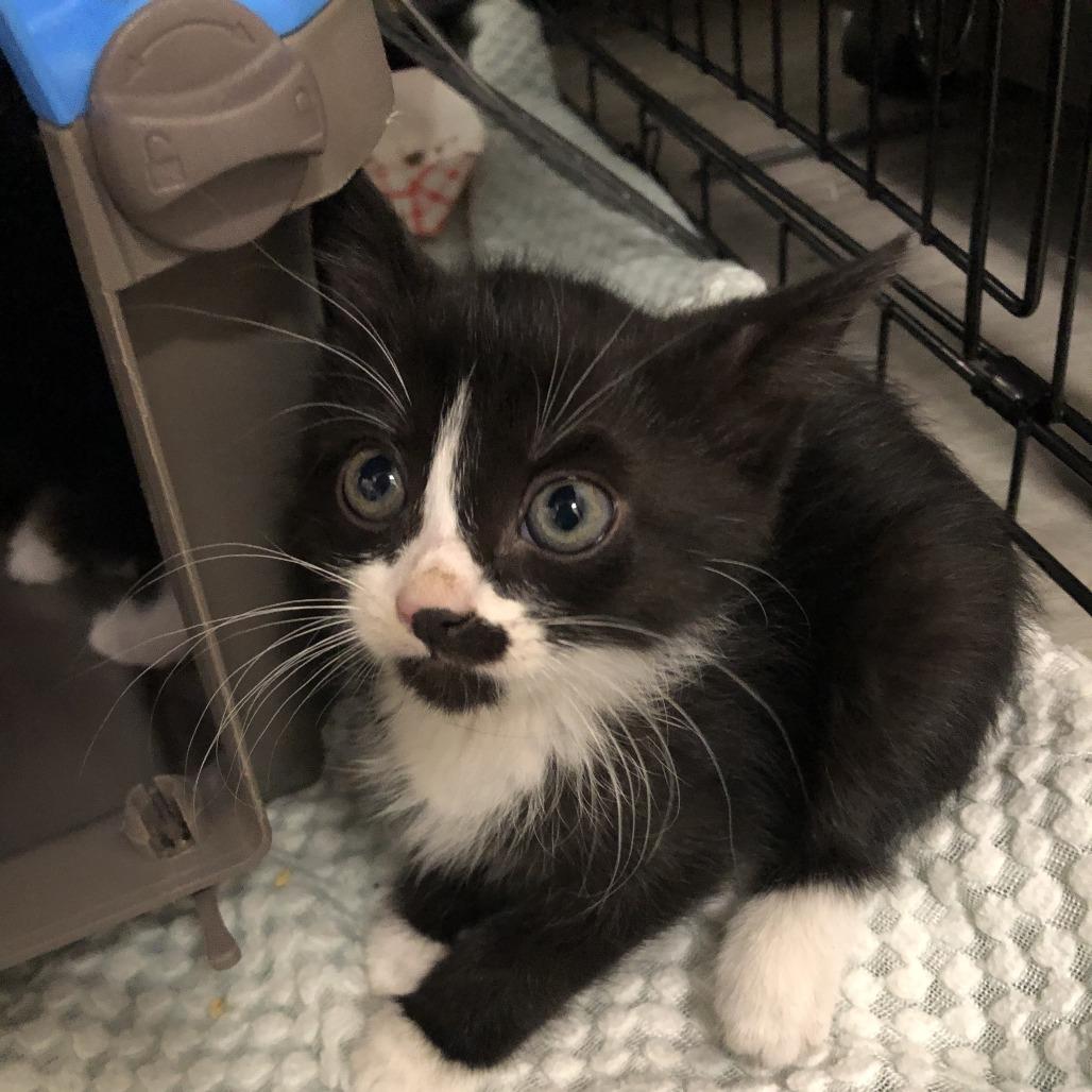 Obsidian, Adoptable, Kitten Female Domestic Short Hair.