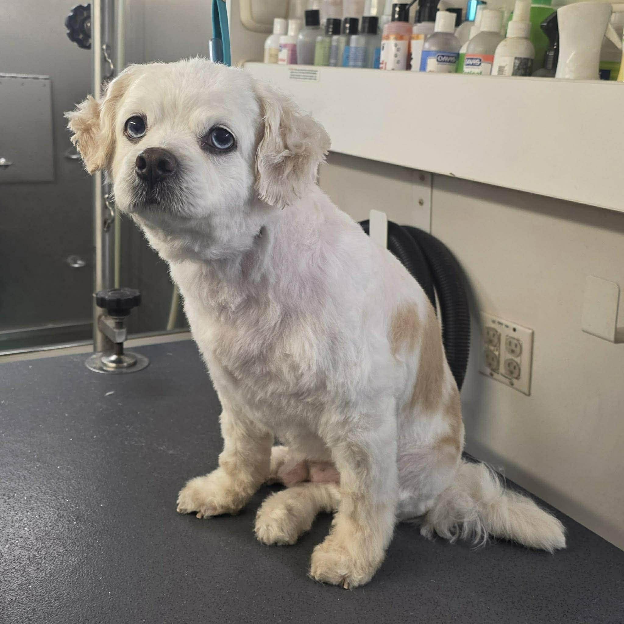 Enlarge Marlow, a Adoptable mixed breed in Virginia Beach, VA image 1/1