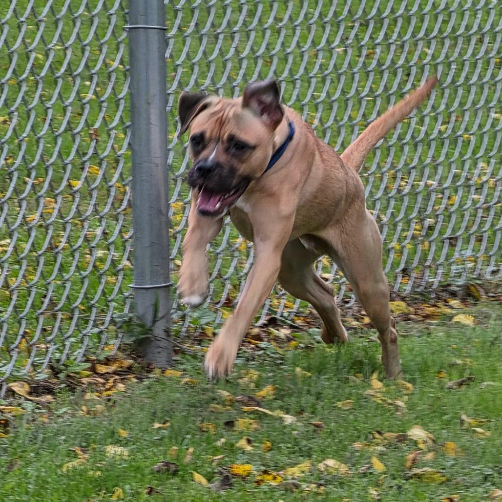 Enlarge Patrick, a Adoptable Pug in Marshalltown, IA image 1/3