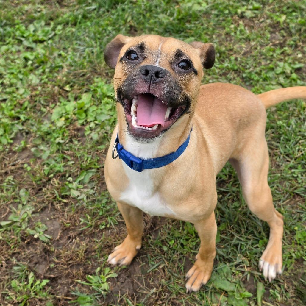 Enlarge Patrick, a Adoptable Pug in Marshalltown, IA image 2/3