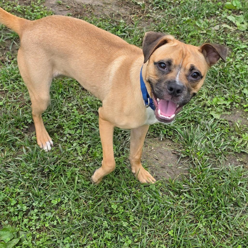 Enlarge Patrick, a Adoptable Pug in Marshalltown, IA image 3/3