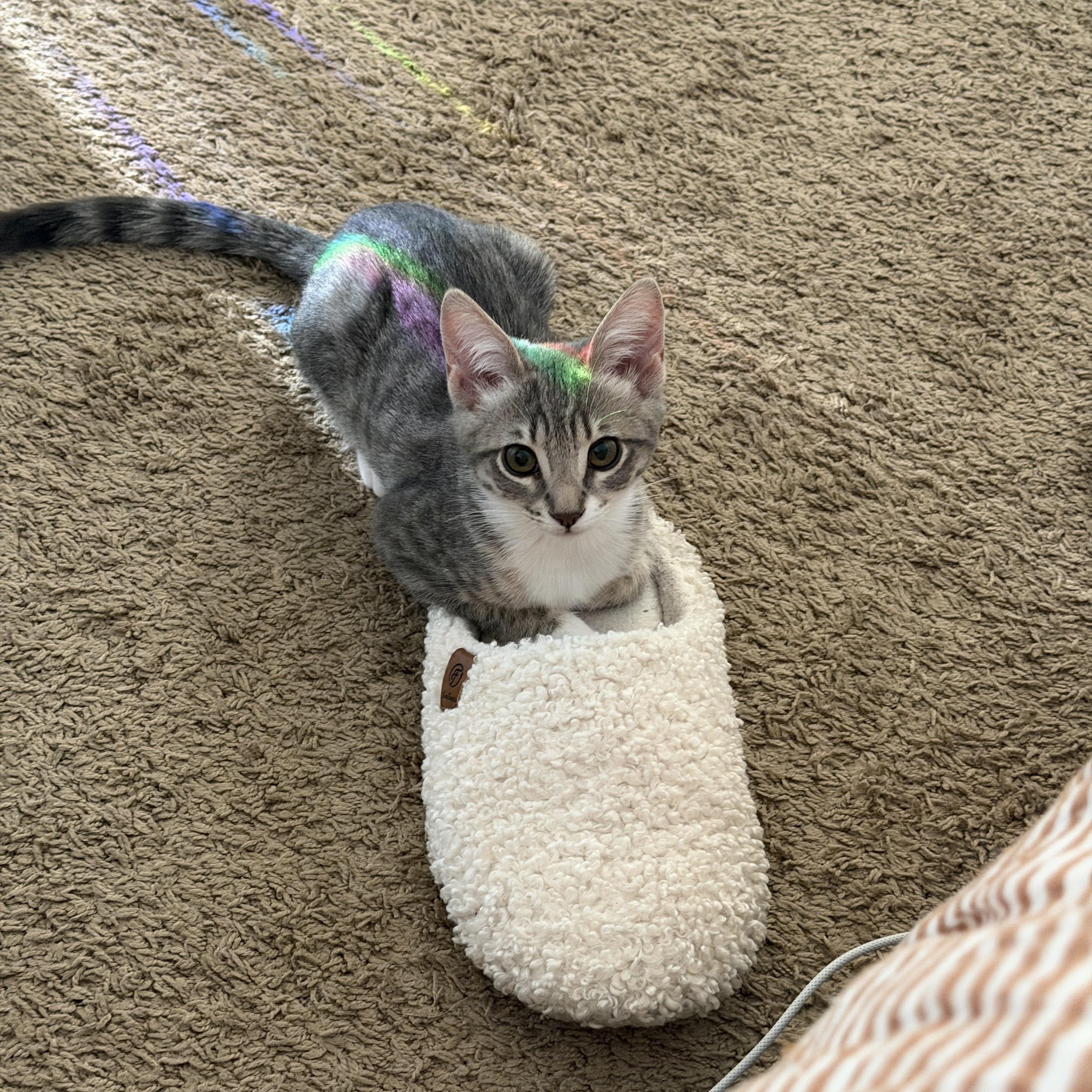 Enlarge Nami, a Adopted Domestic Short Hair in Davis, CA image 1/5