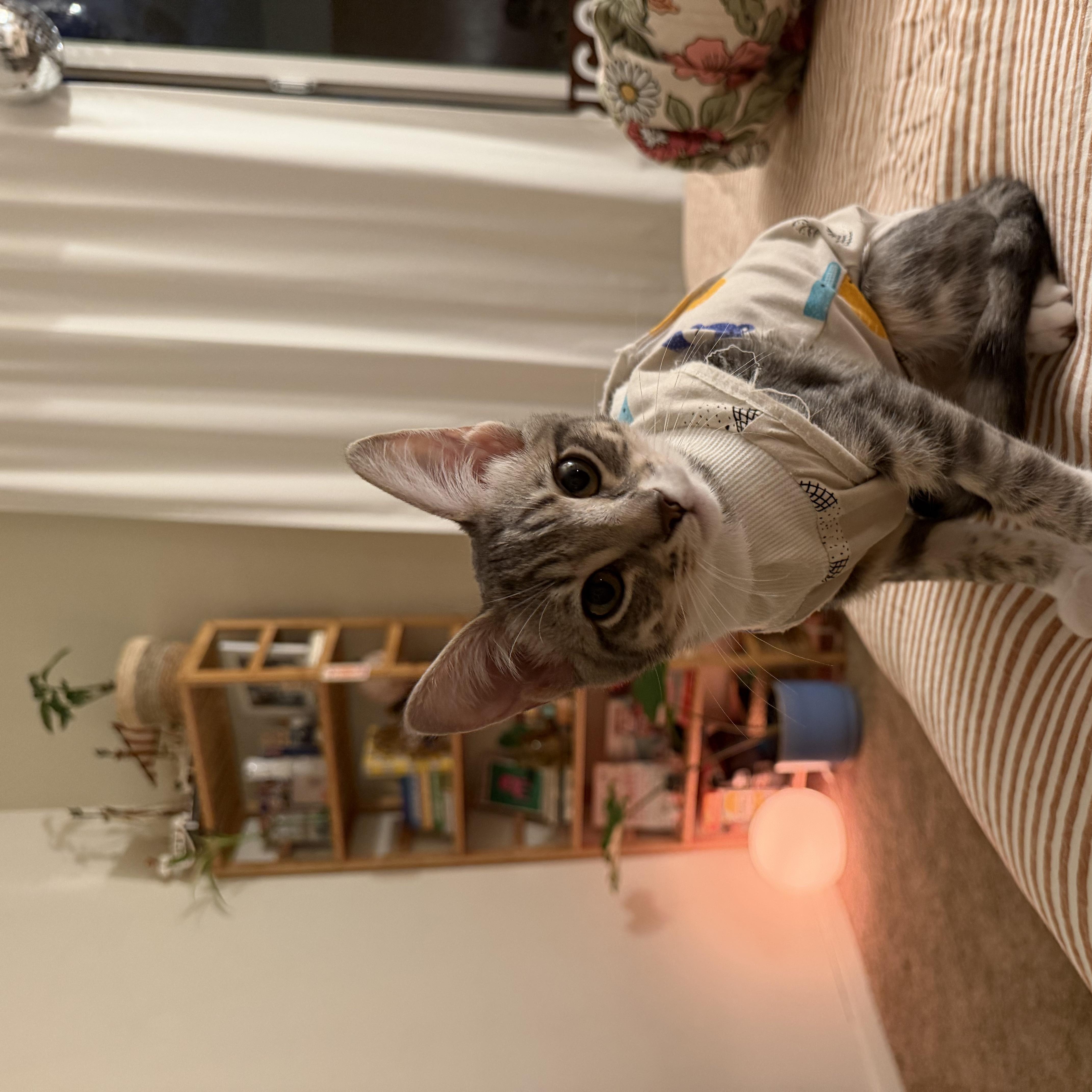 Enlarge Nami, a Adopted Domestic Short Hair in Davis, CA image 5/5