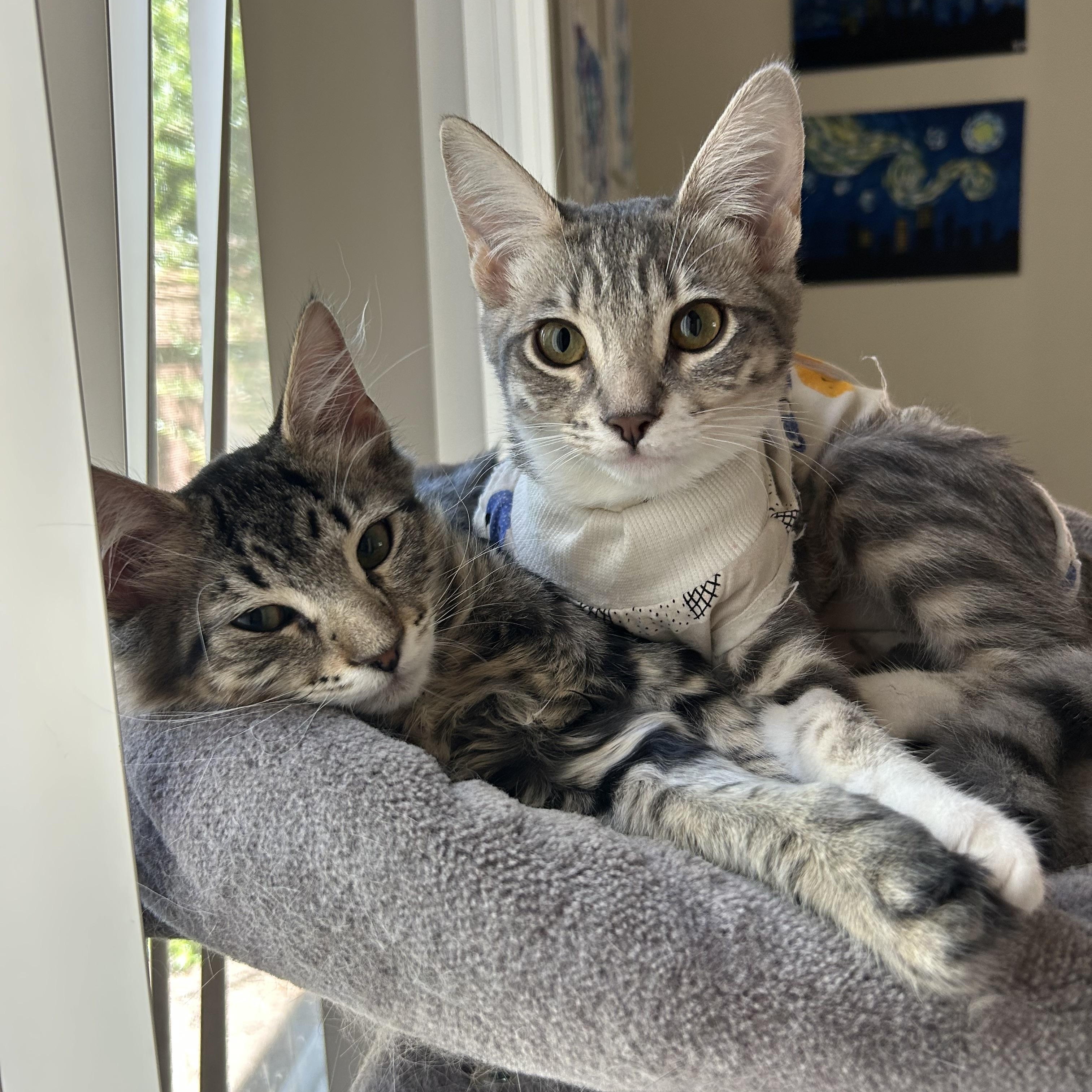 Enlarge Nami, a Adopted Domestic Short Hair in Davis, CA image 4/5