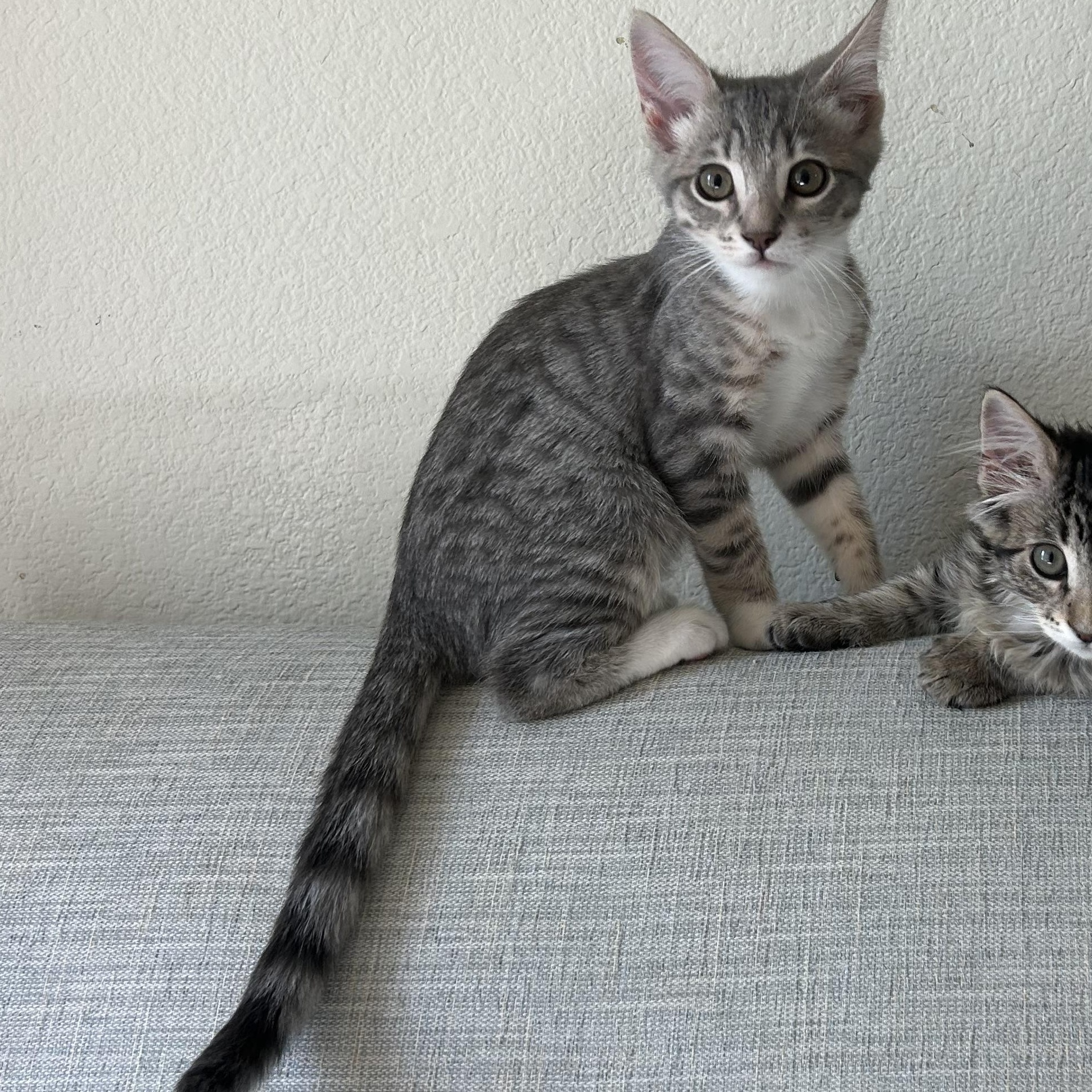 Enlarge Nami, a Adopted Domestic Short Hair in Davis, CA image 3/5