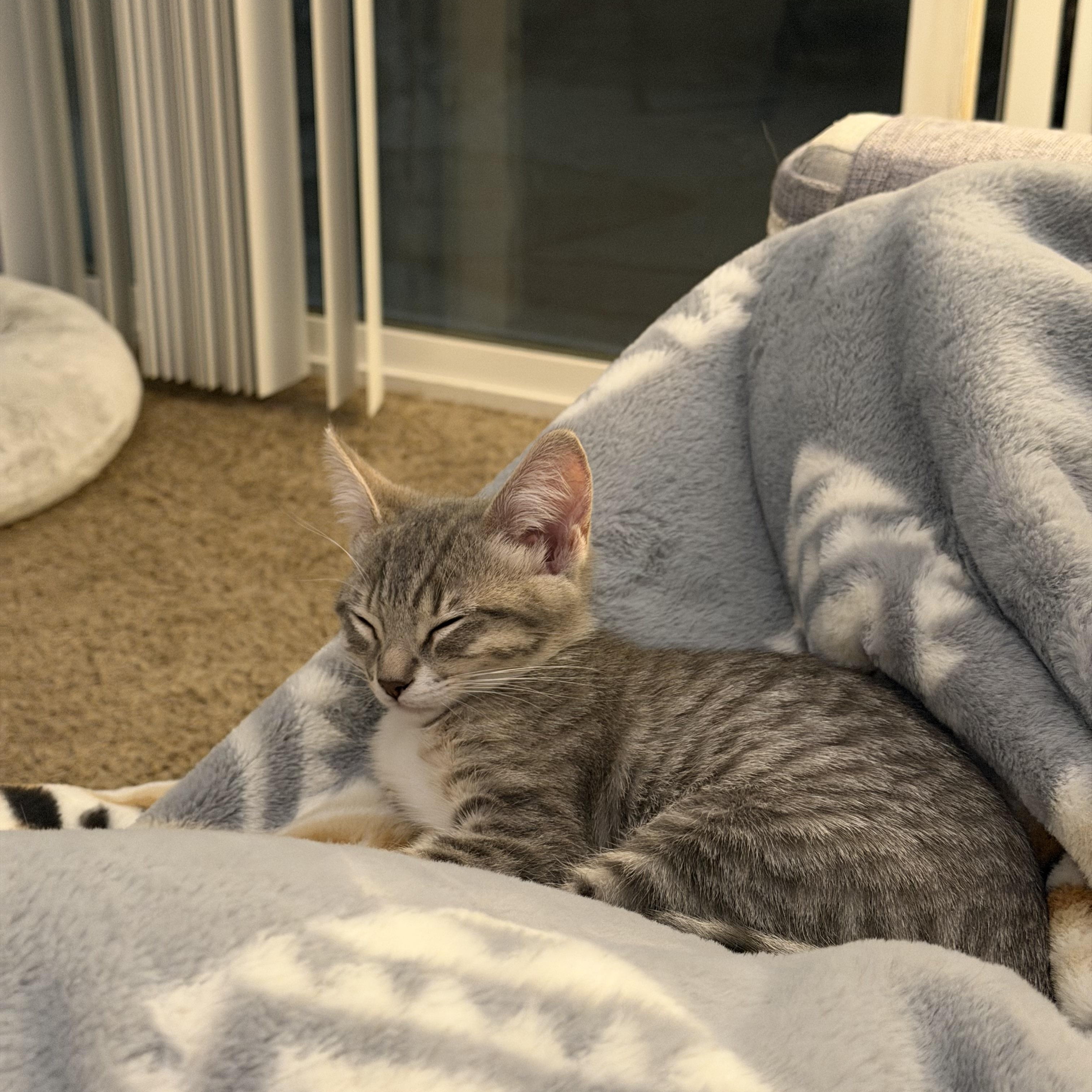 Enlarge Nami, a Adopted Domestic Short Hair in Davis, CA image 2/5