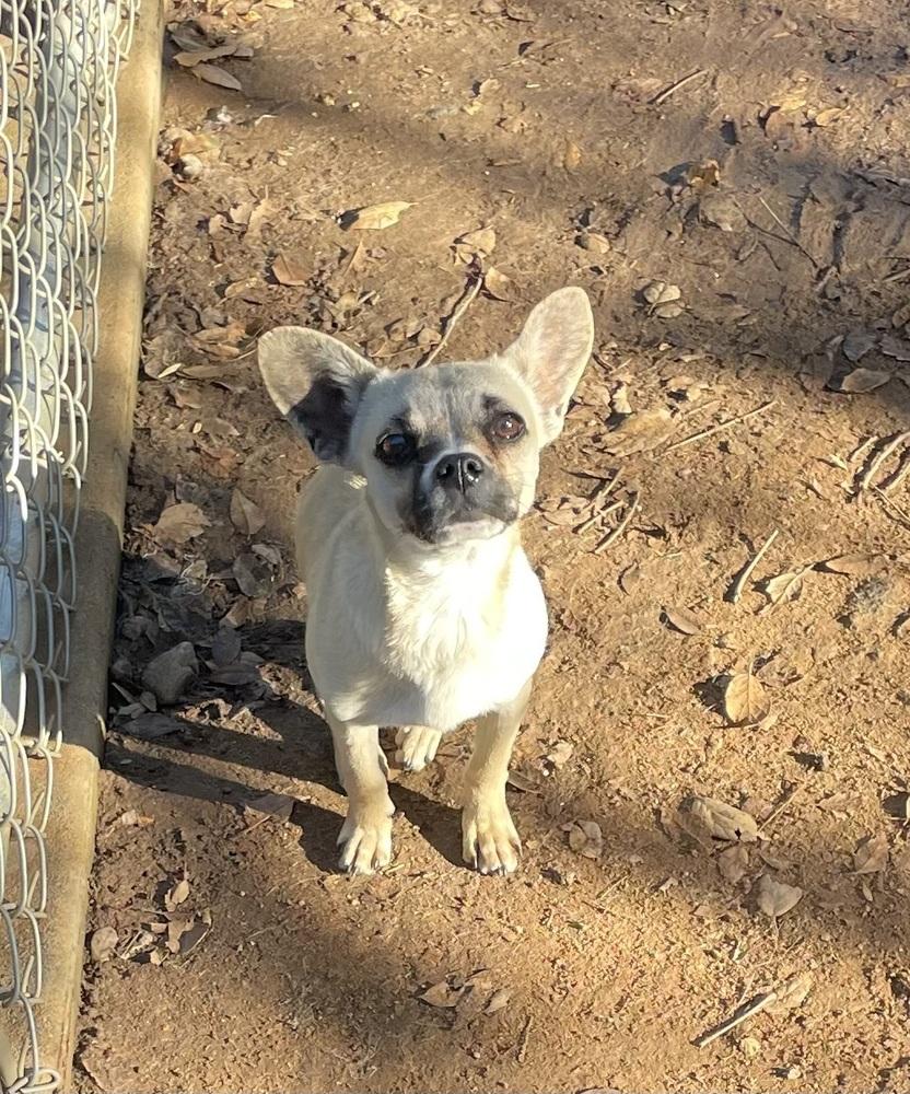 Toby — thumbnail 4