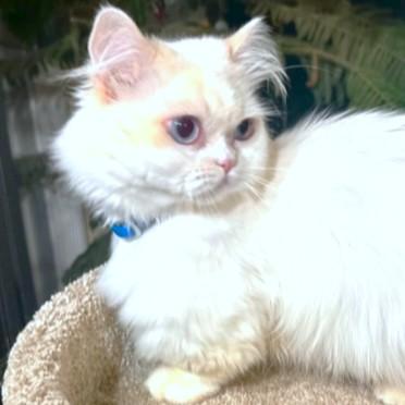 MCGUFFIN - PERSIAN MUNCHKIN, an adoptable Persian, Munchkin in Danbury, CT, 06811 | Photo Image 3