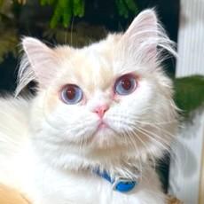MCGUFFIN - PERSIAN MUNCHKIN, an adoptable Persian, Munchkin in Danbury, CT, 06811 | Photo Image 2