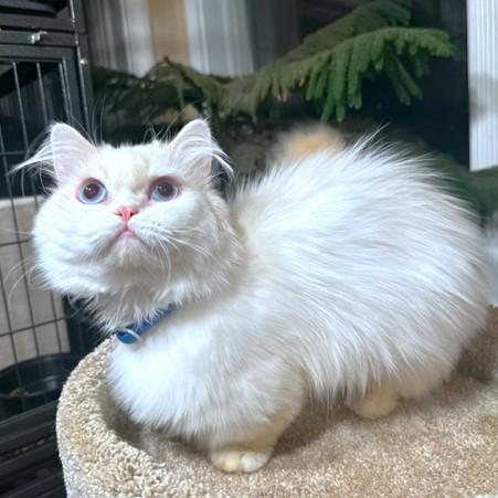 MCGUFFIN - PERSIAN MUNCHKIN, an adoptable Persian, Munchkin in Danbury, CT, 06811 | Photo Image 4