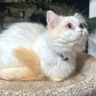 MCGUFFIN - PERSIAN MUNCHKIN, an adoptable Persian, Munchkin in Danbury, CT, 06811 | Photo Image 5
