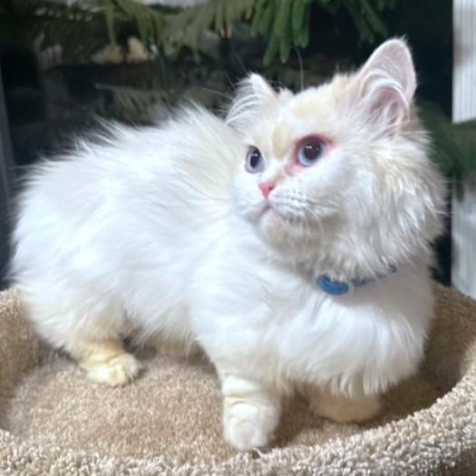 MCGUFFIN - PERSIAN MUNCHKIN, an adoptable Persian, Munchkin in Danbury, CT, 06811 | Photo Image 6