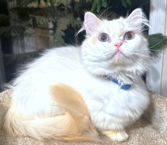 MCGUFFIN - PERSIAN MUNCHKIN