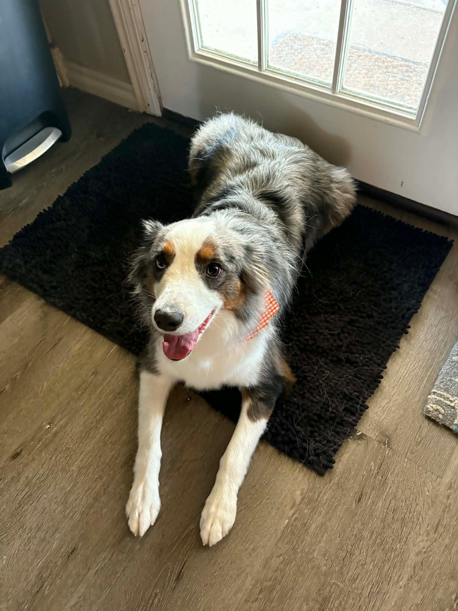 Barry, a ADOPTABLE Australian Shepherd in Yukon, OK image 1/2