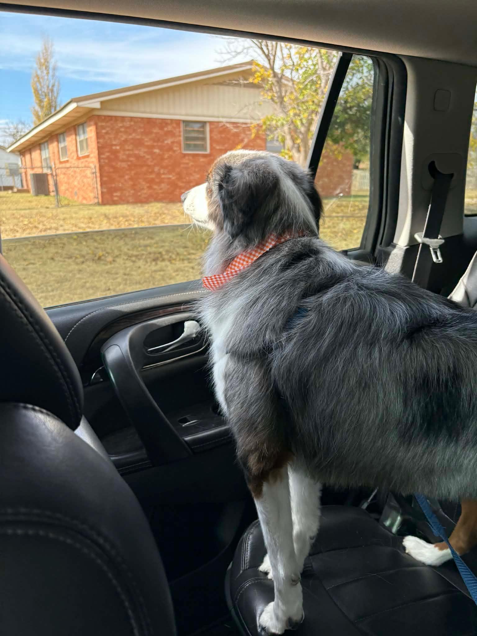 Barry, a ADOPTABLE Australian Shepherd in Yukon, OK image 2/2