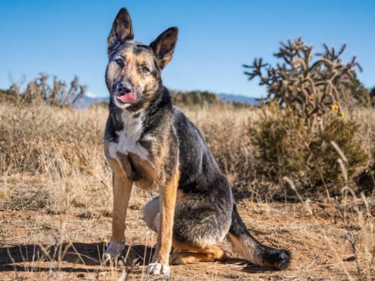 LEIA, Adoptable, Adult Female German Shepherd Dog.