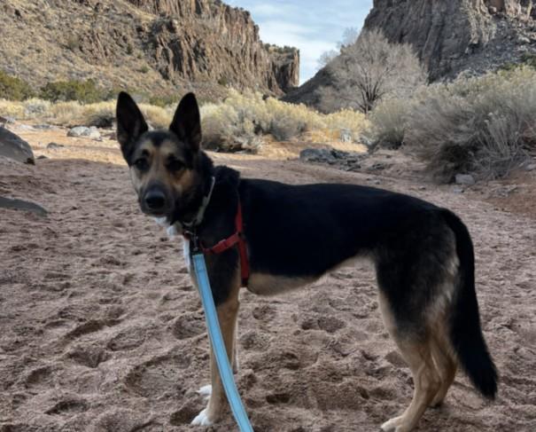 LEIA, Adoptable, Adult Female German Shepherd Dog.