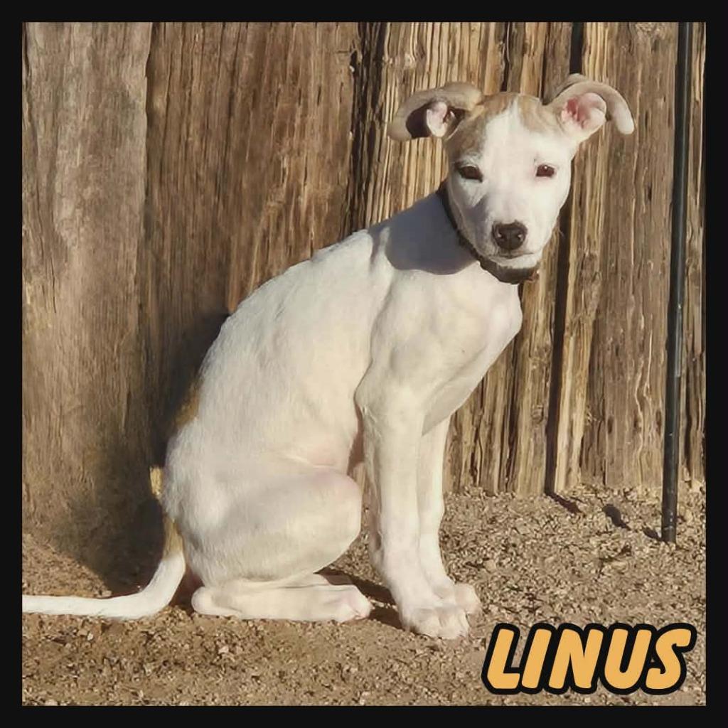 Linus, a Adoptable Mixed Breed in Mesa, AZ image 2/4