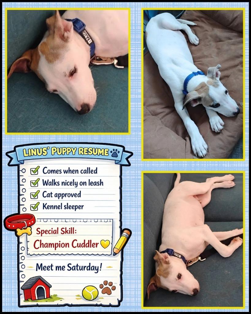 Linus, a Adoptable Mixed Breed in Mesa, AZ image 4/4