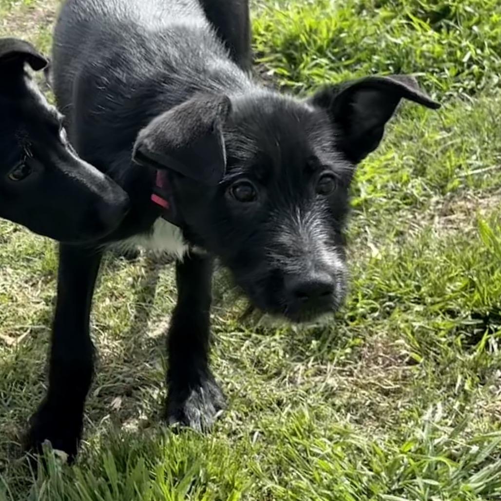 Sable, a Adoptable mixed breed in San Jacinto, CA image 1/6