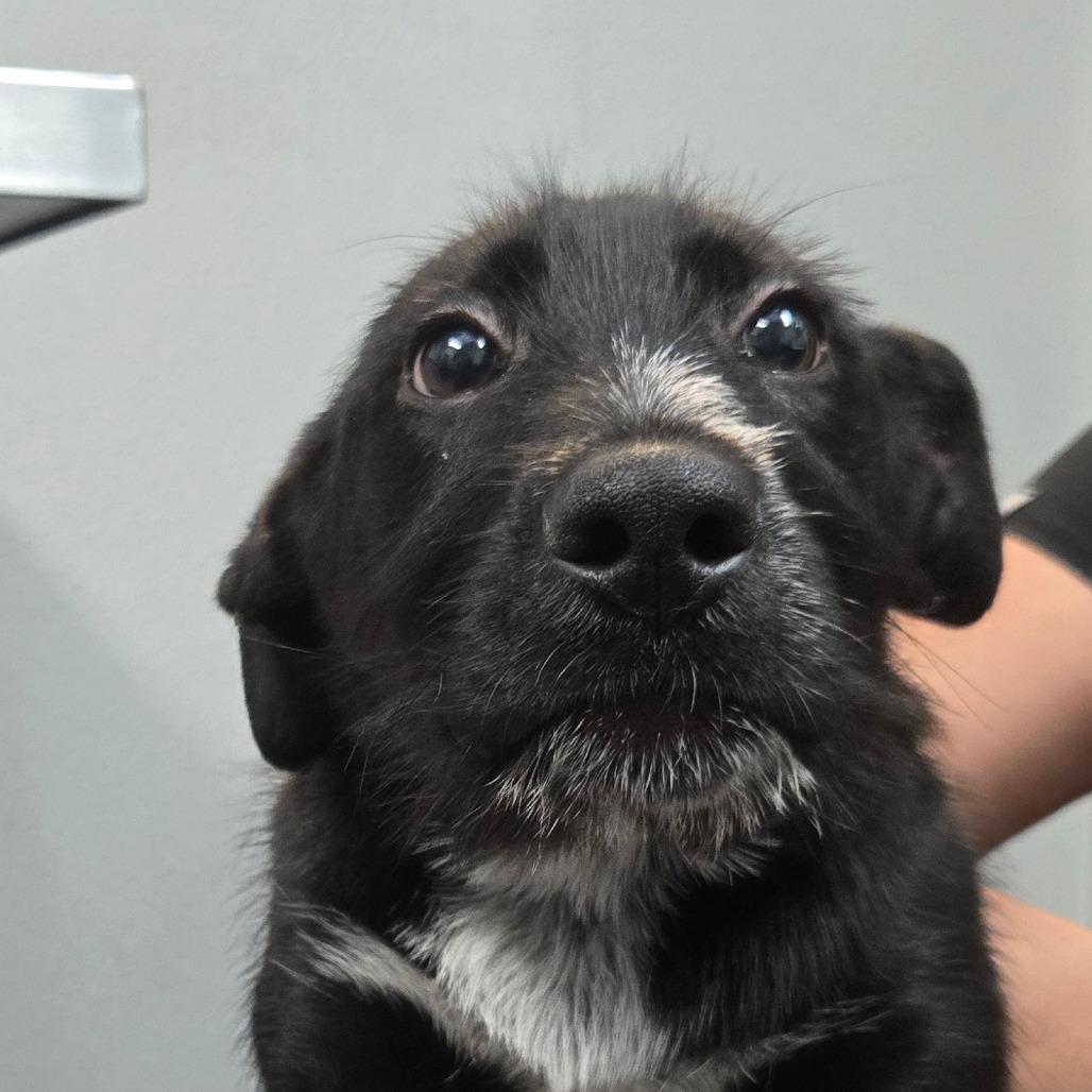 Sable, a Adoptable mixed breed in San Jacinto, CA image 2/6