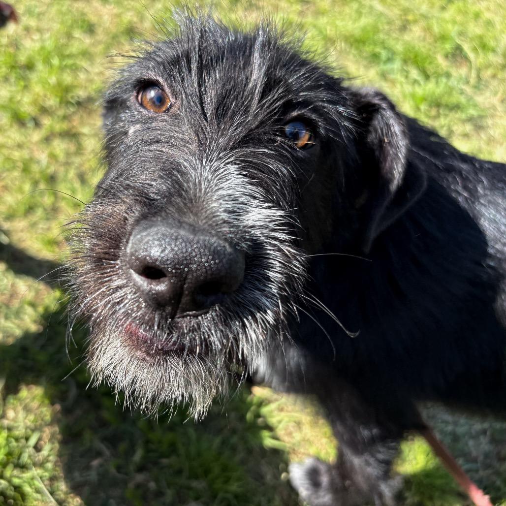 Sable, a Adoptable mixed breed in San Jacinto, CA image 3/6