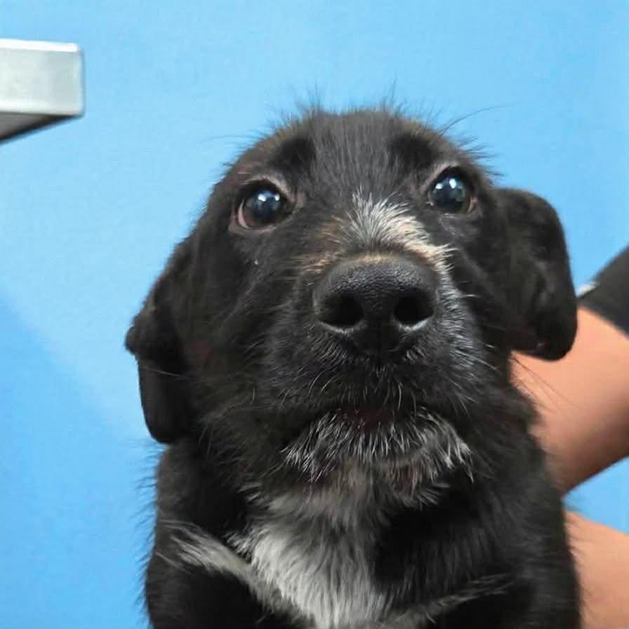 Sable, a Adoptable mixed breed in San Jacinto, CA image 4/6