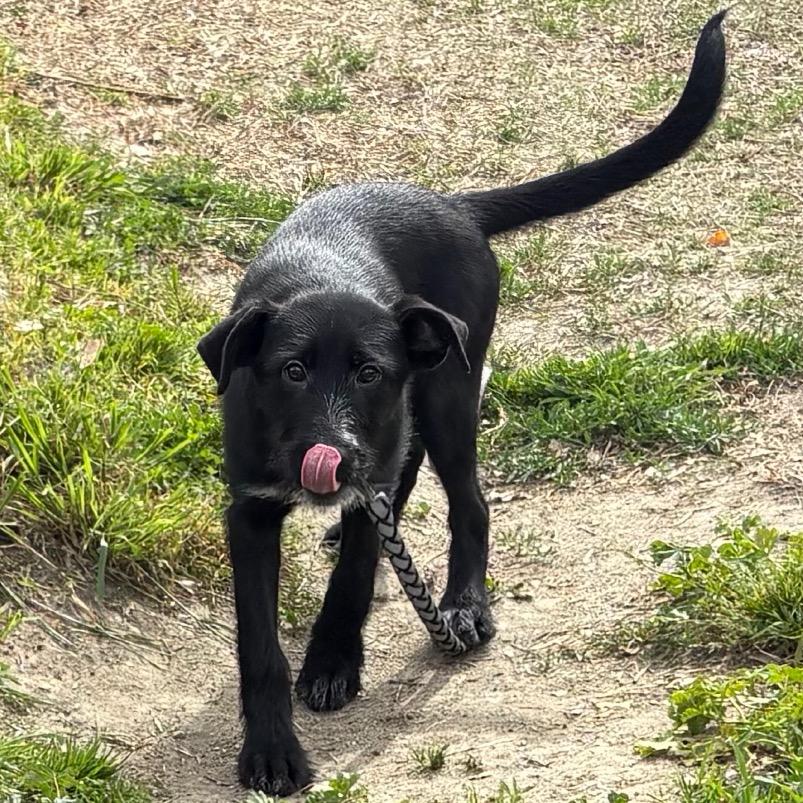 Sable, a Adoptable mixed breed in San Jacinto, CA image 5/6
