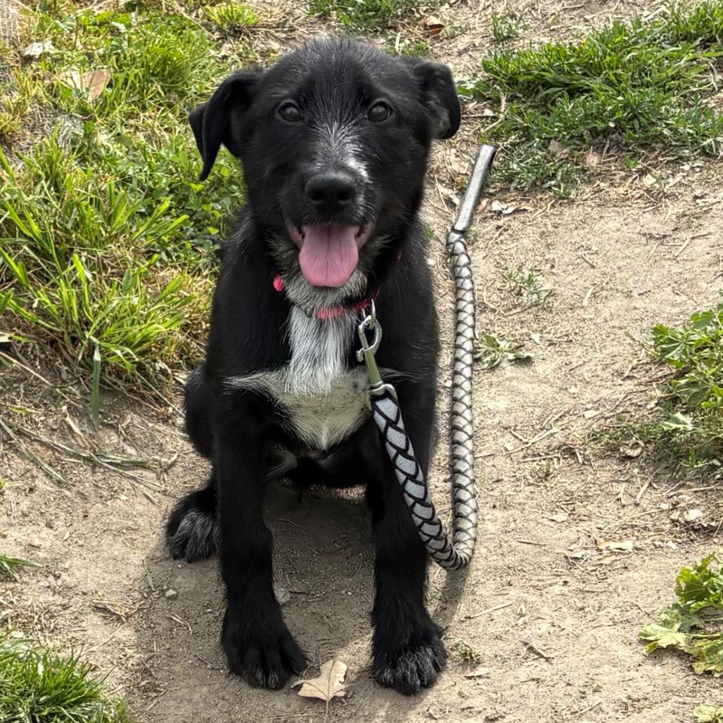 Sable, a Adoptable mixed breed in San Jacinto, CA image 6/6