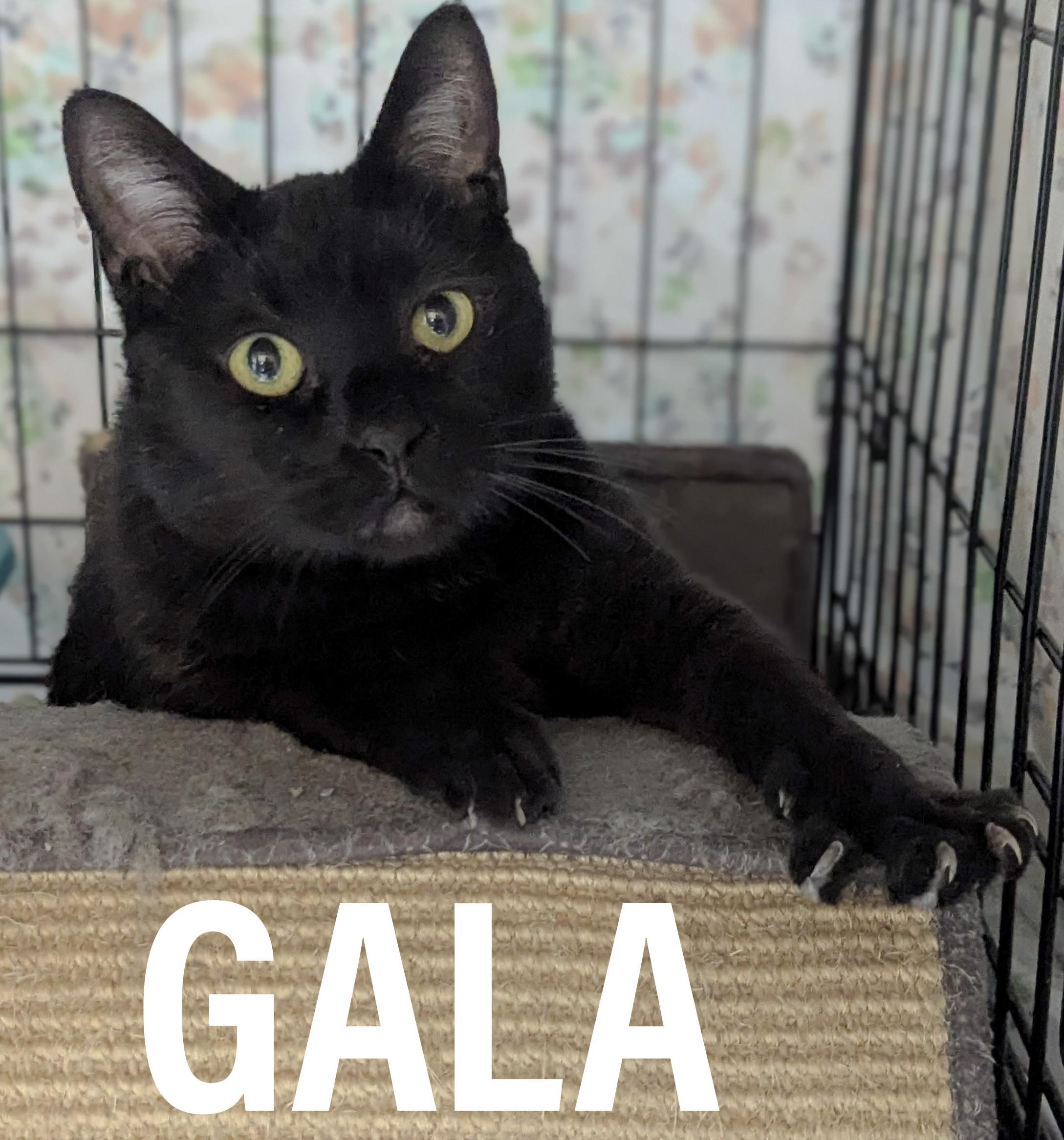 GALA , ADOPTABLE, Adult Male Domestic Short Hair & Bombay.