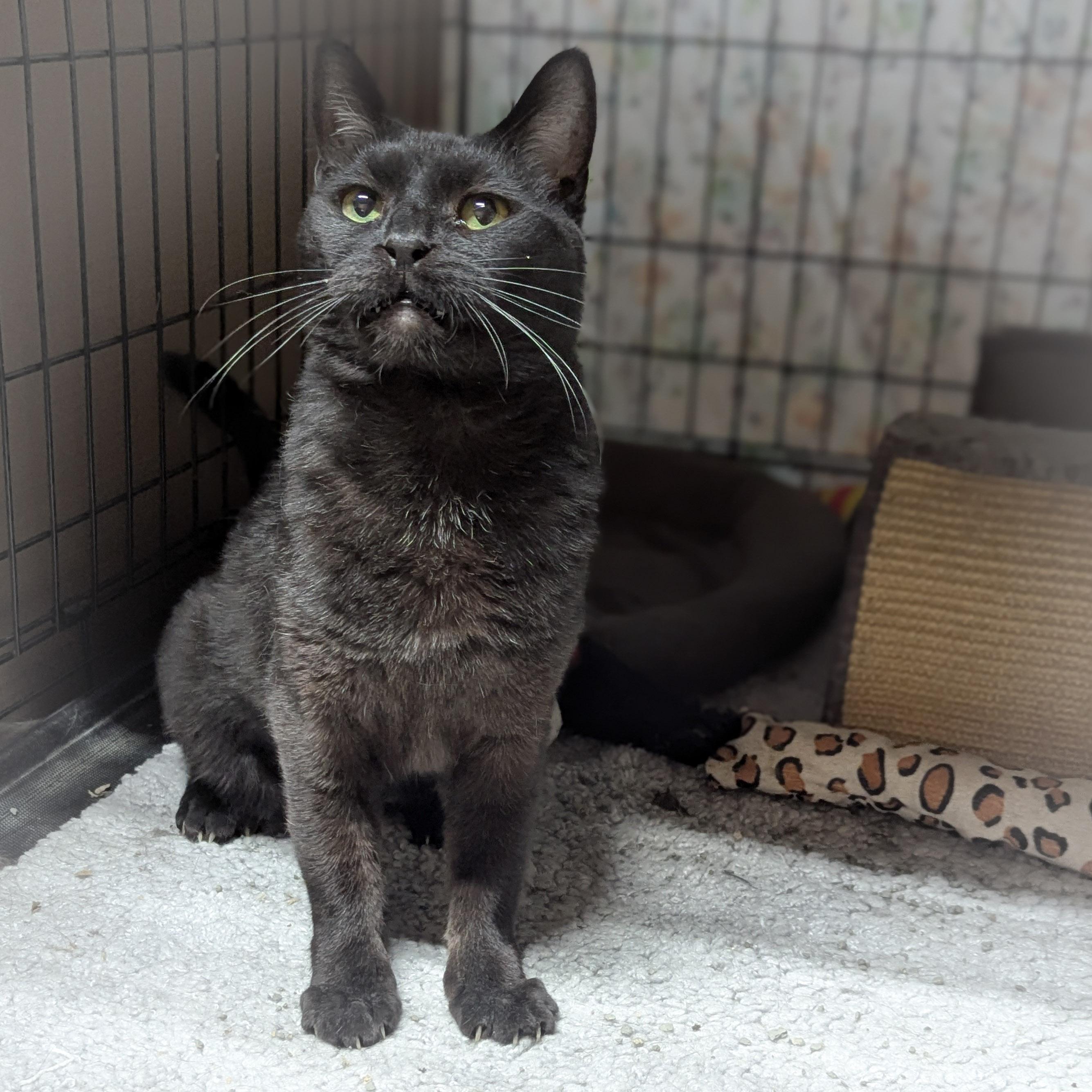 Enlarge GALA , a ADOPTABLE mixed breed in Schererville, IN image 3/4