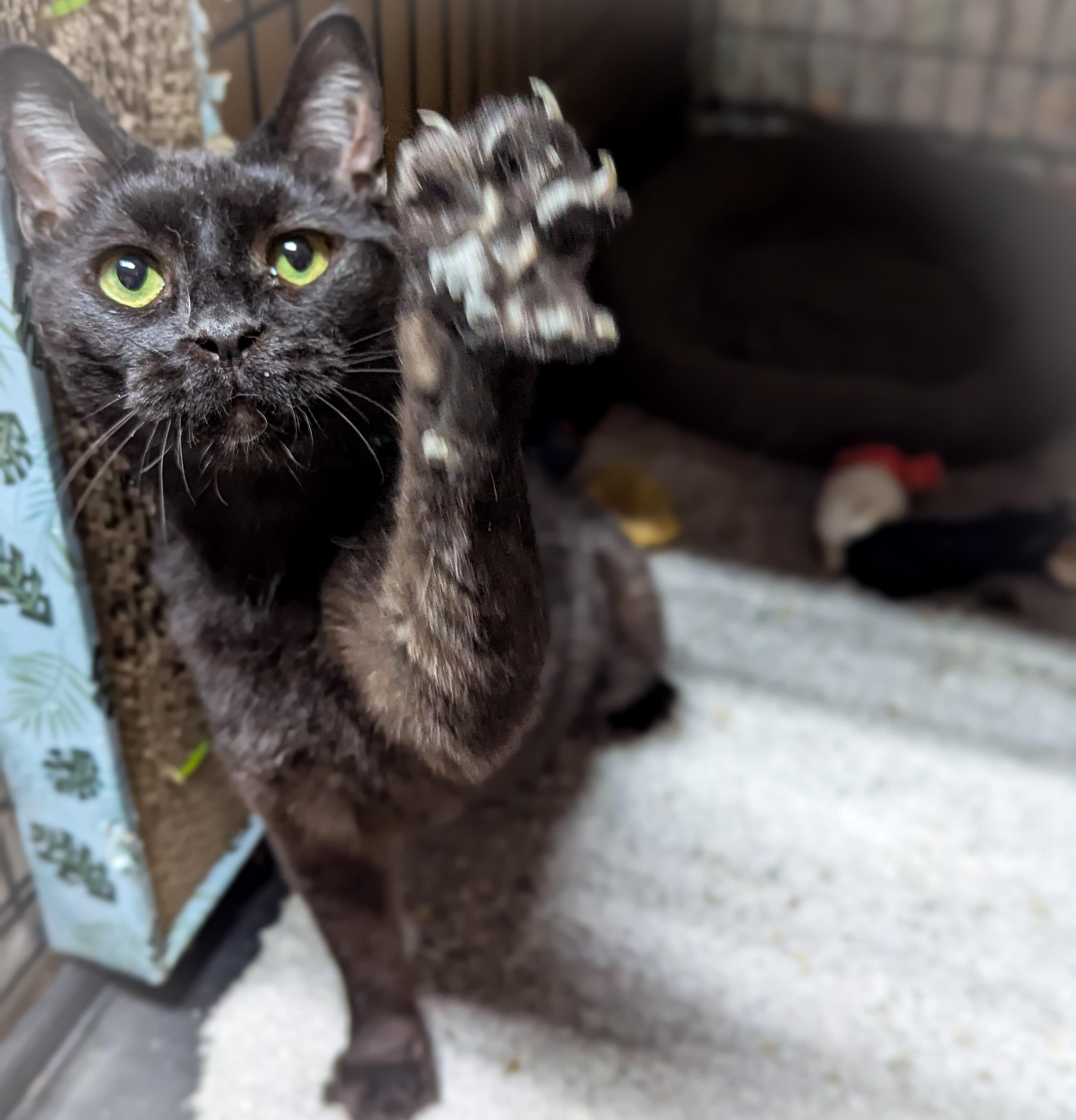 Enlarge GALA , a ADOPTABLE mixed breed in Schererville, IN image 2/4