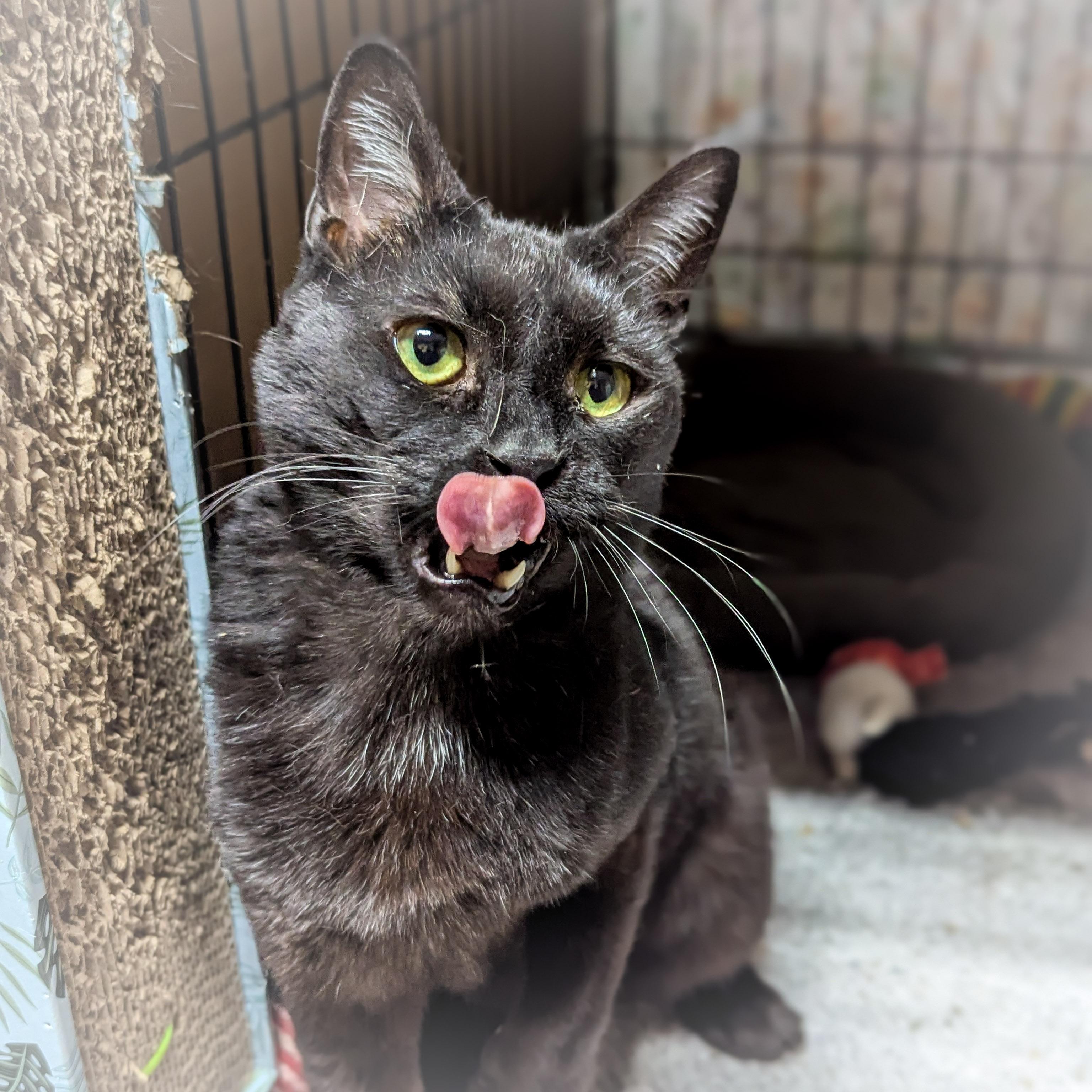 Enlarge GALA , a ADOPTABLE mixed breed in Schererville, IN image 4/4