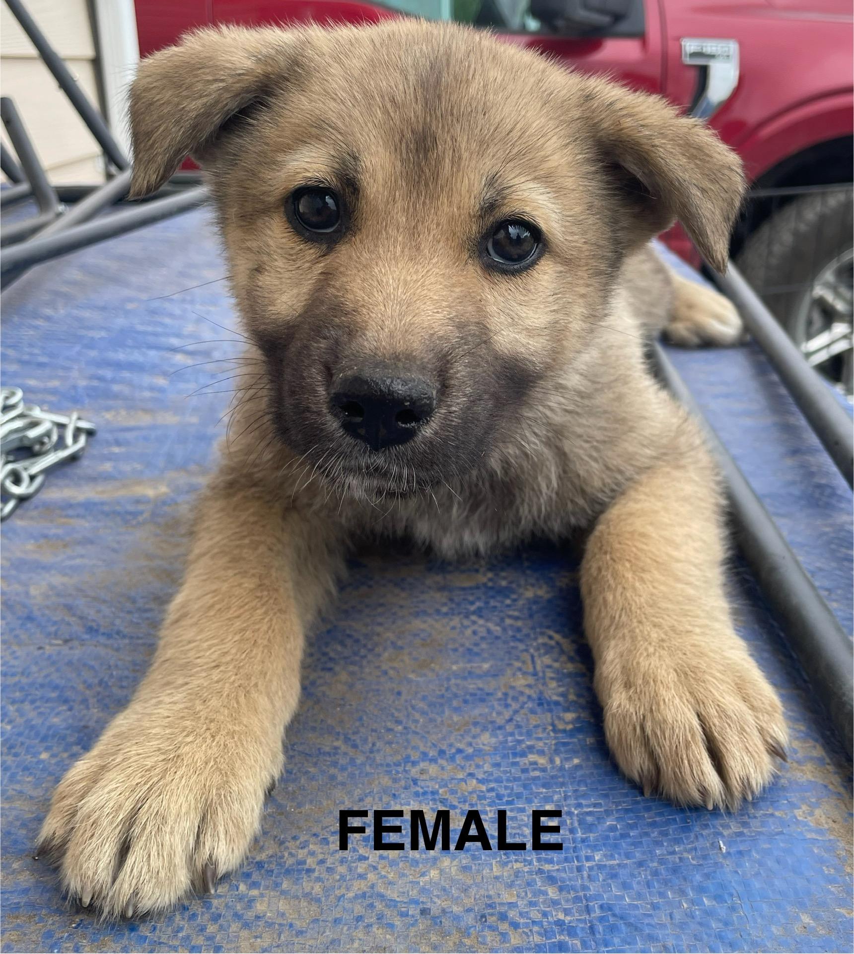 Mom and 10 Puppies Please call 406-450-4611, an adoptable Mixed Breed in Choteau, MT, 59422 | Photo Image 6