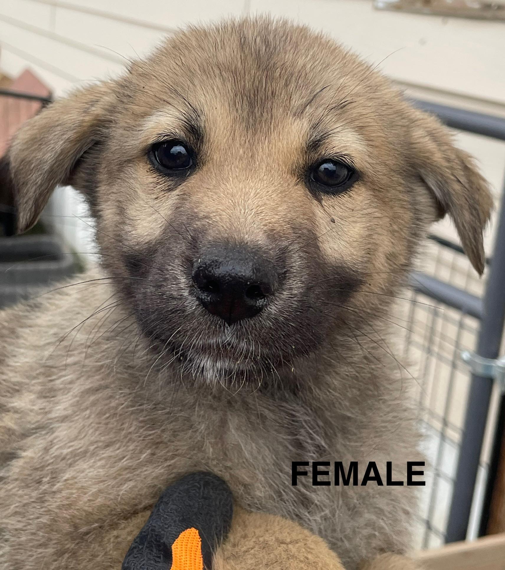 Mom and 10 Puppies Please call 406-450-4611, an adoptable Mixed Breed in Choteau, MT, 59422 | Photo Image 4