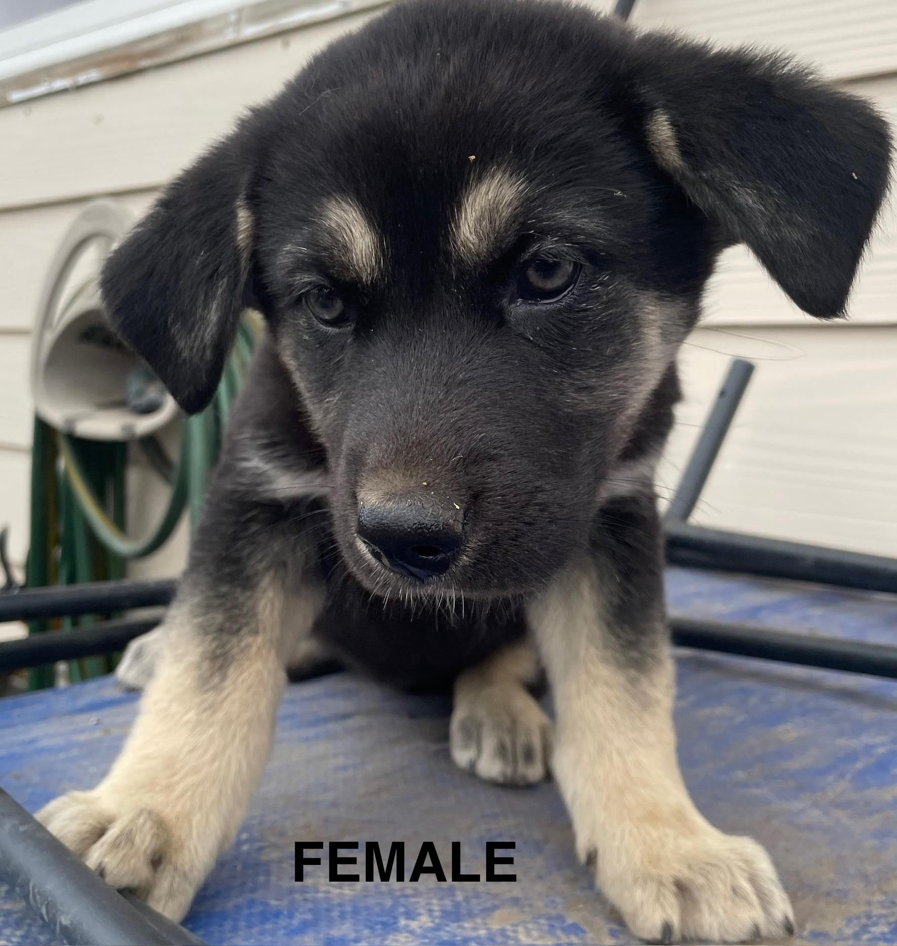 Mom and 10 Puppies Please call 406-450-4611, an adoptable Mixed Breed in Choteau, MT, 59422 | Photo Image 3