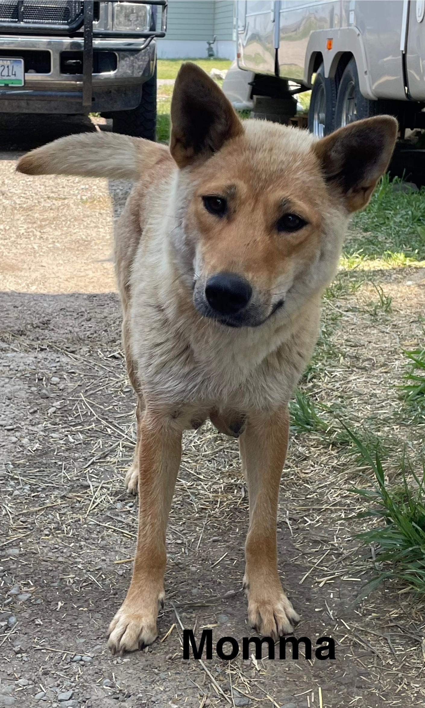 Mom and 10 Puppies Please call 406-450-4611, an adoptable Mixed Breed in Choteau, MT, 59422 | Photo Image 1