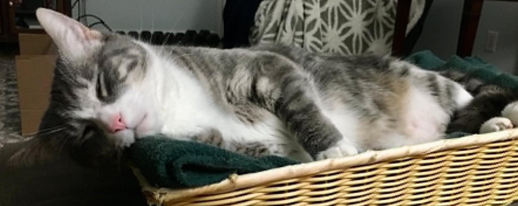 Max, a Adoptable Tabby in Charleston, WV image 2/4