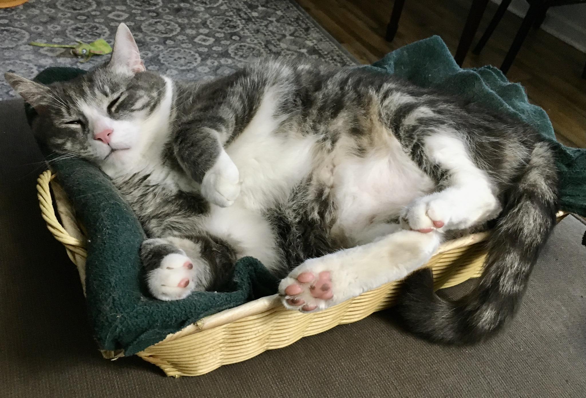 Max, Adoptable, Young Male Tabby.