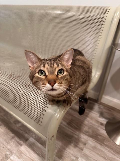 Enlarge Forest, a Adoptable Tabby in Greensburg, PA image 1/2