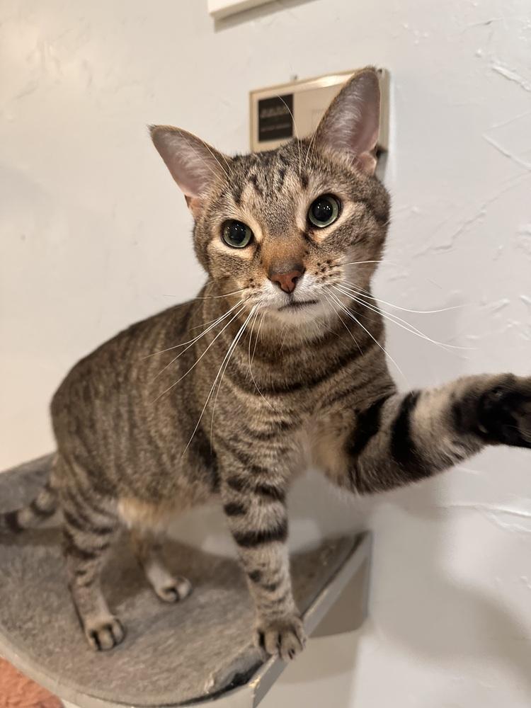Enlarge Forest, a Adoptable Tabby in Greensburg, PA image 2/2