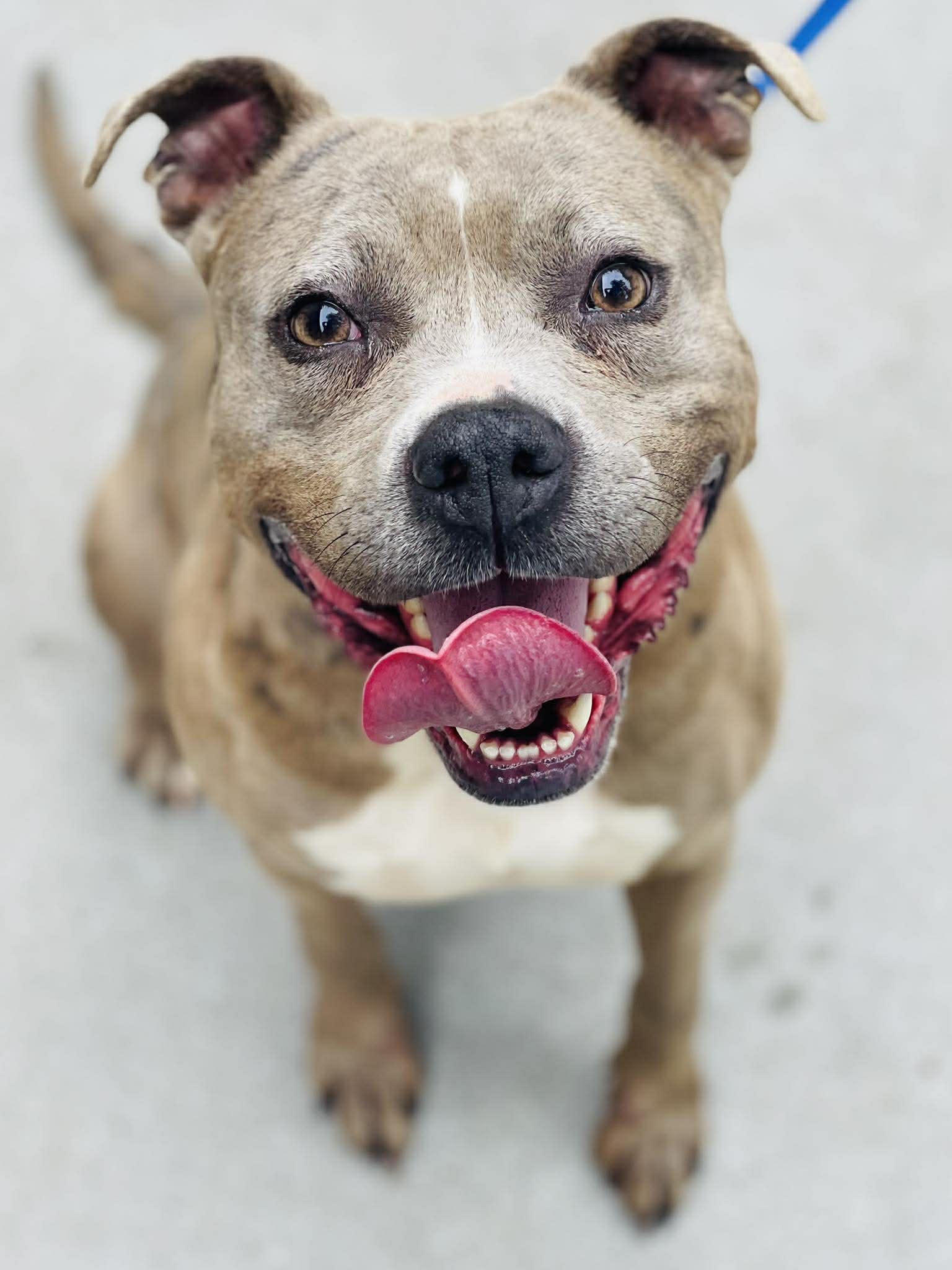 AC-4449 "Peach", ADOPTABLE, Adult Female Pit Bull Terrier.