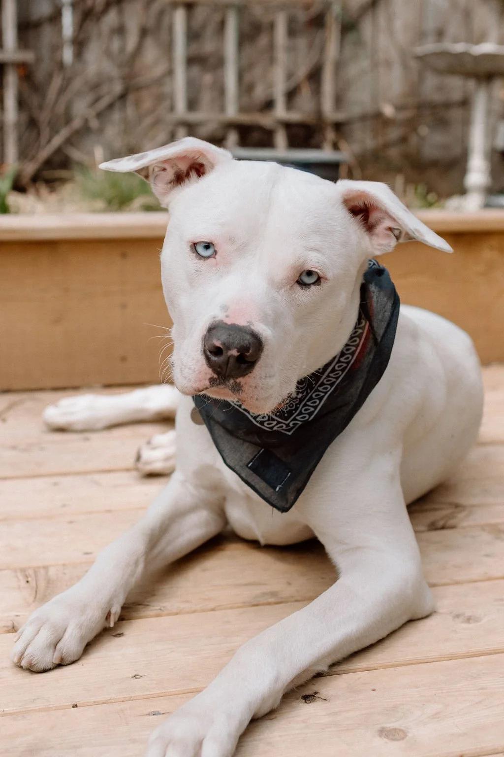 Enlarge RIGATONI, a ADOPTABLE Mixed Breed in North York, ON image 2/6