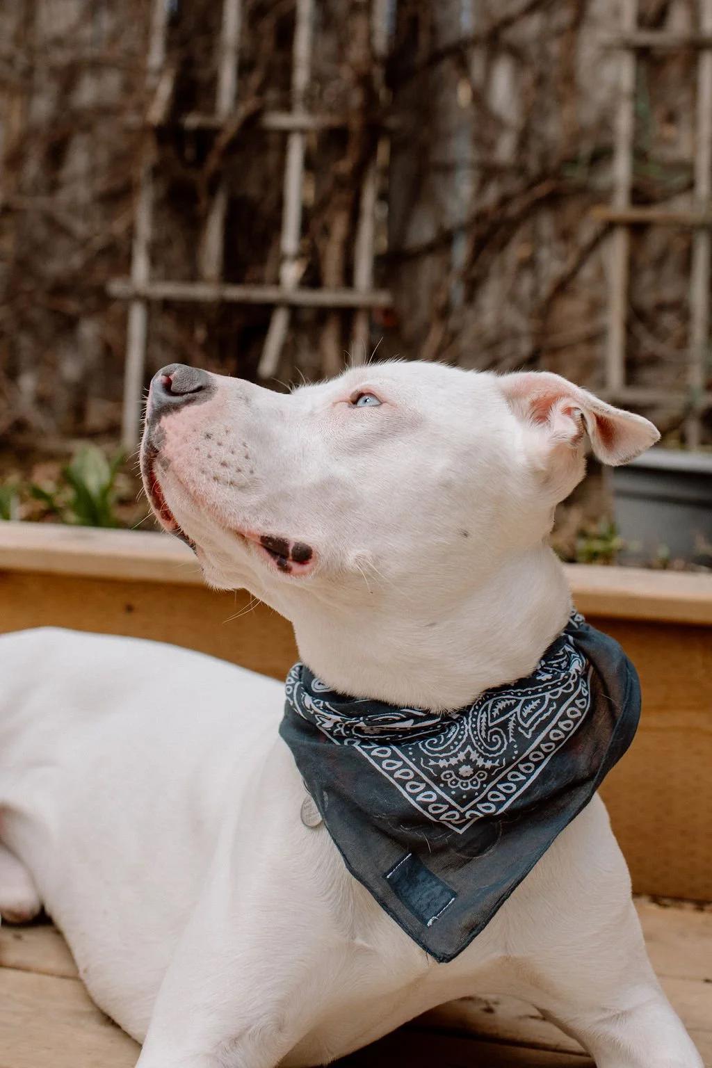 Enlarge RIGATONI, a ADOPTABLE Mixed Breed in North York, ON image 3/6
