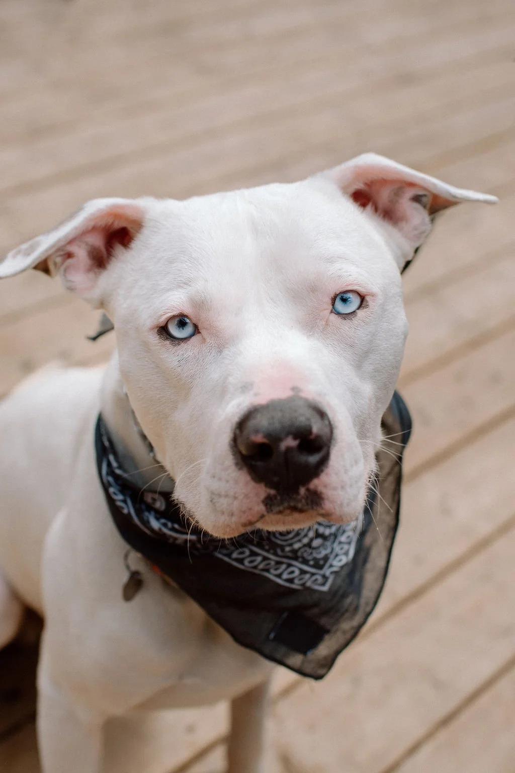 RIGATONI, ADOPTABLE, Young Male Mixed Breed.