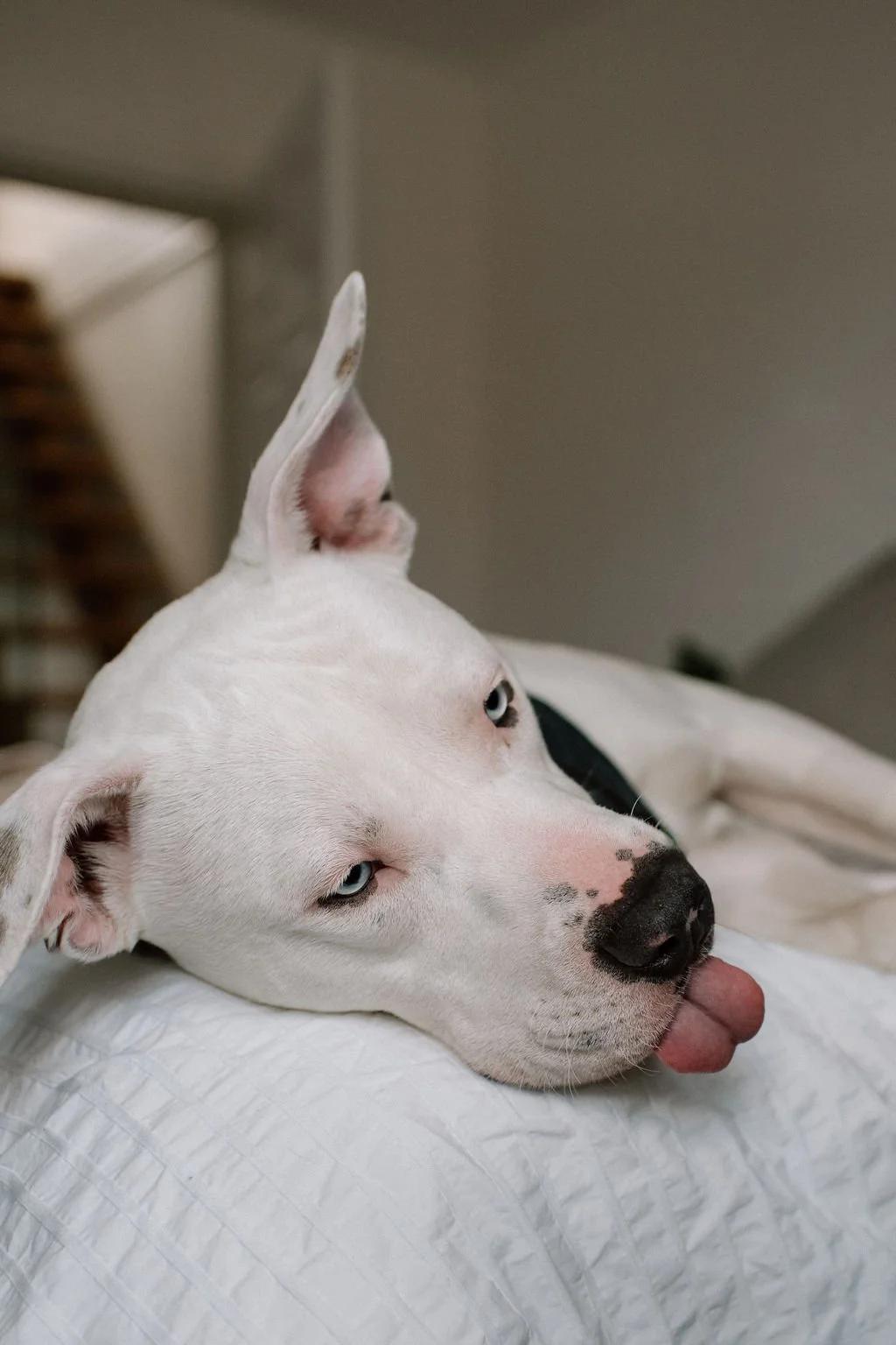 Enlarge RIGATONI, a ADOPTABLE Mixed Breed in North York, ON image 6/6