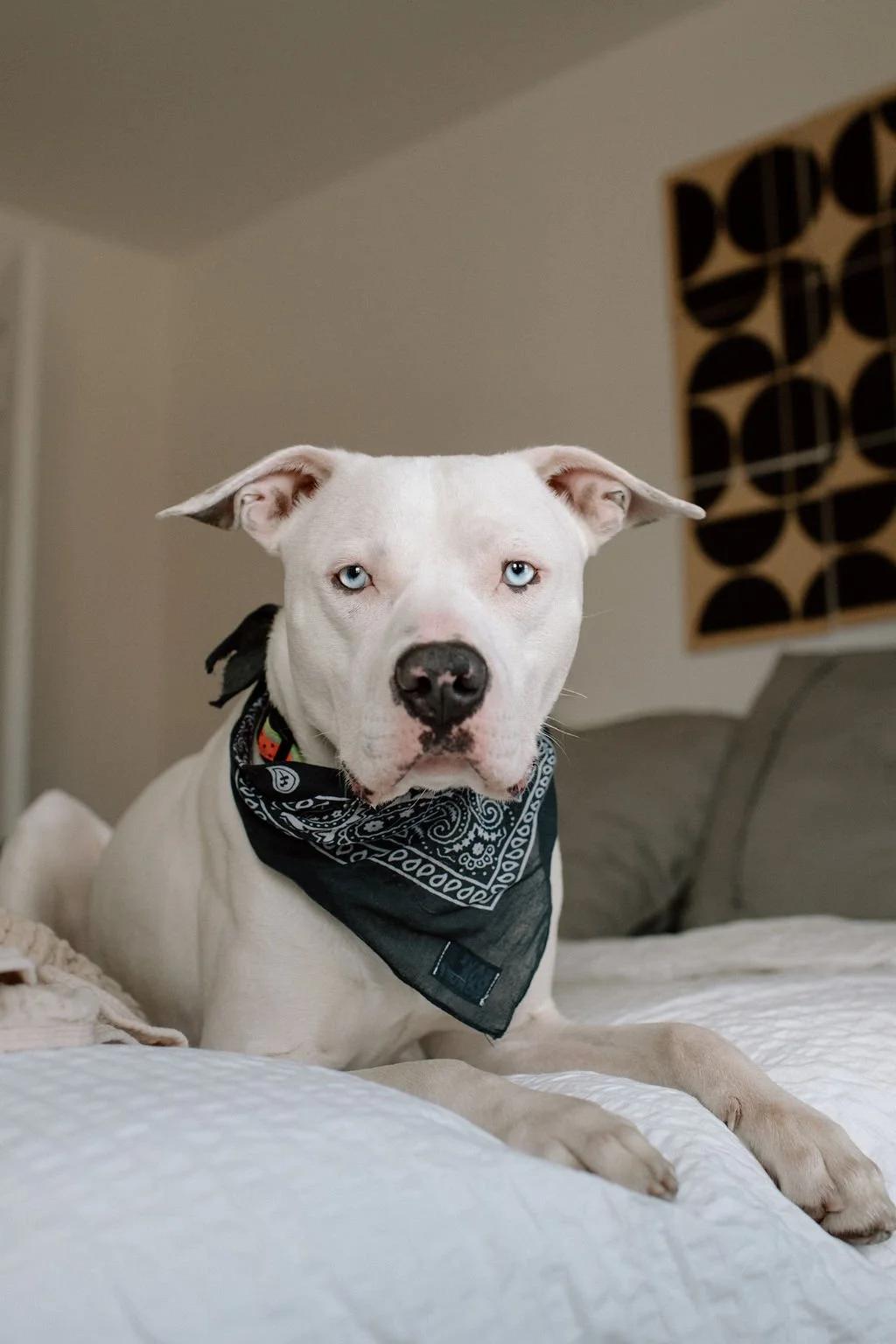 Enlarge RIGATONI, a ADOPTABLE Mixed Breed in North York, ON image 5/6