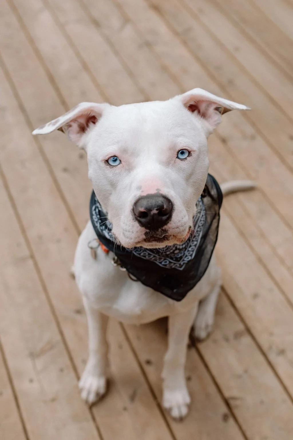Enlarge RIGATONI, a ADOPTABLE Mixed Breed in North York, ON image 4/6