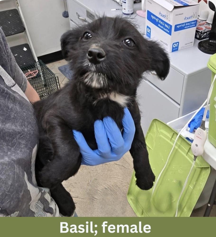 Basil, a Adoptable mixed breed in Rathdrum, ID image 1/5