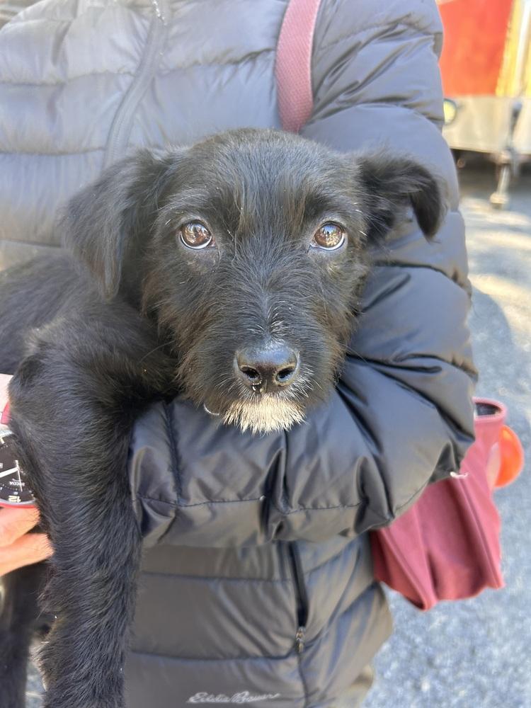 Basil, a Adoptable mixed breed in Rathdrum, ID image 2/5